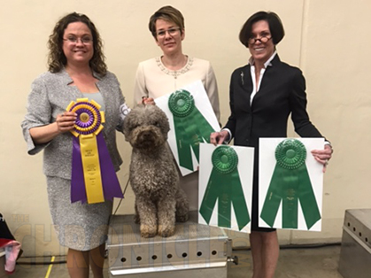 Lagotto Romagnolo Club Of America Friday March 24 17 Canine Chronicle