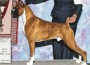 GCH Irondales Just A Good Ole Boy