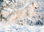 Golden _Snow_Canine_Chronicle