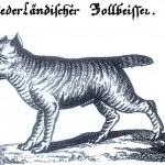 CC-Boerboel02.Niederlaendischer Bollbeisser.Bullbaiting Dog.Von Flemming 1719