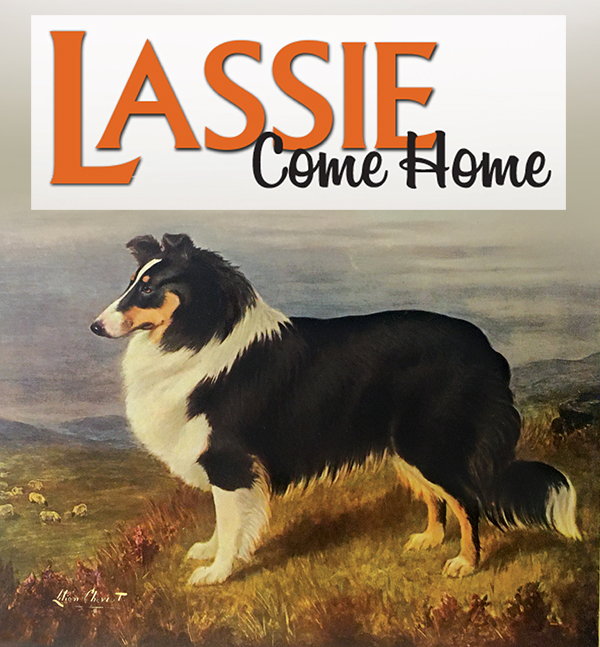 what kind of dog is lassie