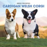 F Cardigan Welsh Corgi