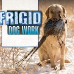 F Frigid Dog