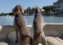 Boatings Weims