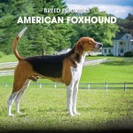 F American Foxhound