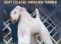 F BP Soft Coated Wheaten Terrier