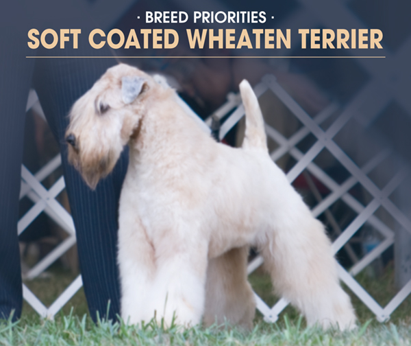 wheaten terrier biting