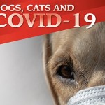 F-Dogs-Cats-Covid-19
