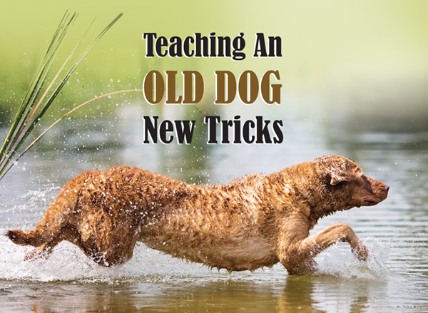 How To Teach An Old Dog New Tricks