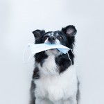 Dog holding in a mouth a surgical mask