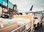 Dogs traveling by airplane