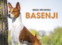 F BP Basenji