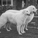 Kuvasz