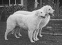 Kuvasz