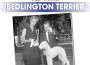 F BP Bedlington Terrier