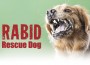 F Rabid Rescue Dog