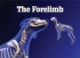 F The Forelimb