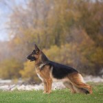 GSD