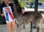 GCH Foxcliffe Claire Randall Fraser