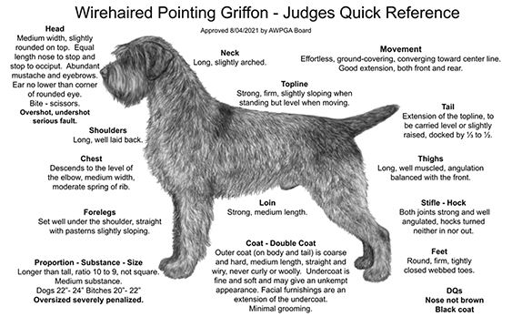 Wirehaired pointing griffon outlet coat