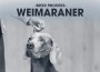 F BP Weimaraner