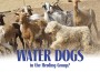F Water Dogs