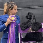 GCH-Southdown-Carousel-Favored-Son-300x239