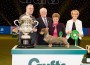 Best in Show Winner Crufts 2020