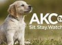 AKC TV