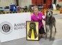 Deerhound_Foxcliffe Claire Randall Fraser2