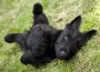 Scottie puppy