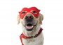 Dog,Super,Hero,Costume.,Labrador,Close-up,Wearing,A,Red,Mask