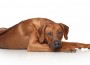 Rhodesian,Ridgeback,Dog,Resting,On,A,White,Background