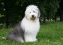 Old,English,Sheepdog,Bobtail Old,English,Sheepdog,Bobtail
