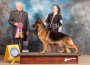 German Shepherd Dog 5 Fri BISS Judge Carmen Battaglia-MMJ_7896-FW2022-HR3-(ZF-7084-72590-1-001)