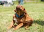 Fleas,Attack.,Dogue,De,Bordeaux,Puppy,Scratching