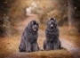 Amazing,Newfoundland,Dogs,In,Autumn