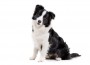 Studio,Shot,Of,An,Adorable,Border,Collie,Sitting,On,White