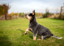 Australian-Cattle-Dog-puppy-learning-commands-in-the-yard