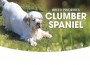 F BP Clumber Spaniel