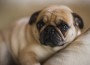 Pug-laying-down-indoors-looking-sad-1