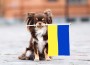 Brown,Small,Dog,Holding,A,Flag,Of,Ukraine,,Relocating,With