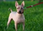 American Hairless Terrier standing in the grass.