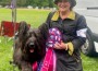 Briard_Ne Orageuxs Nudge Nudge Wink Wink