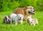 Bulldog-pups-with-mom