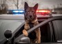 K9,Dog,Police,On,Duty