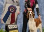 Welsh Springer_Clussexx On Red Alert at Stonecroft