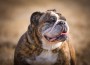 English Bulldog drooling