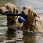 Dogs swimming together