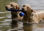 Dogs swimming together